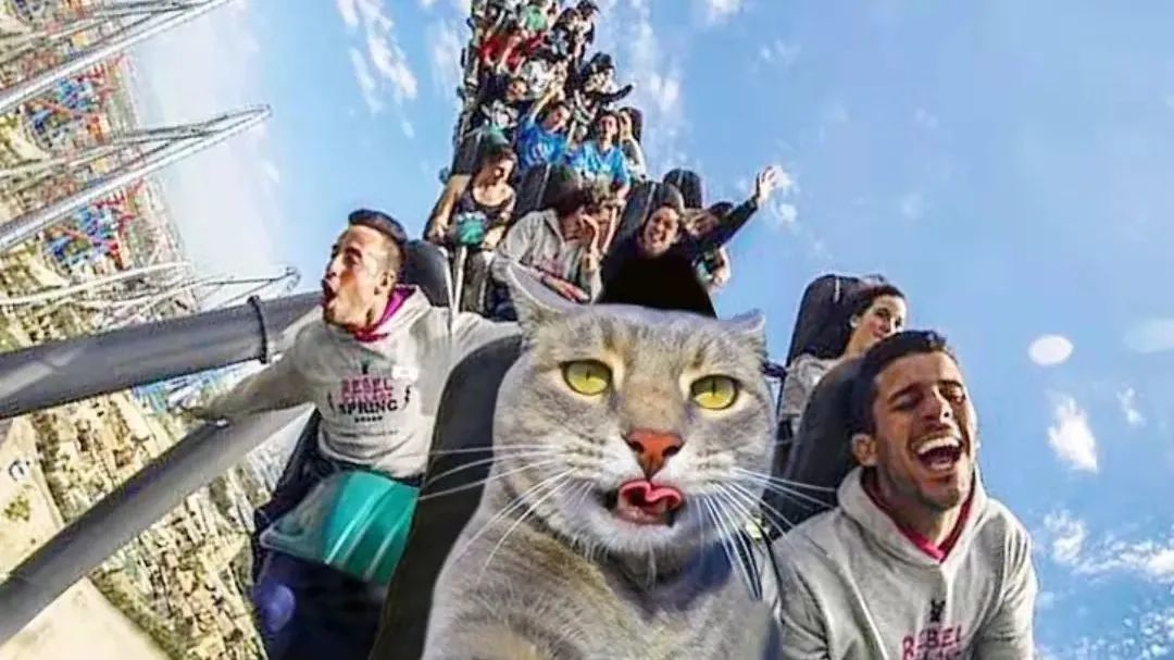 除了自拍照,manny的主人还会偷偷拍下它的日常,只是每次出现的画风都