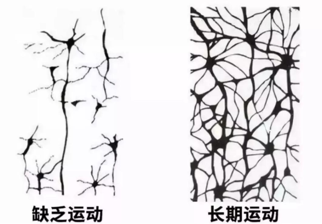 哈佛大学研究长期运动的孩子大脑会发生惊人变化