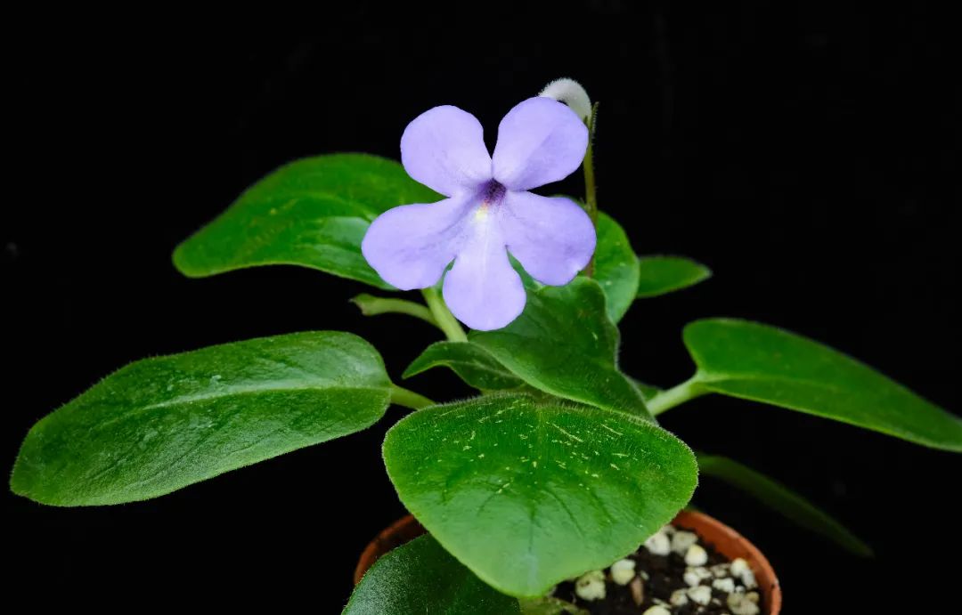 极危植物折筒苣苔终于美丽绽放