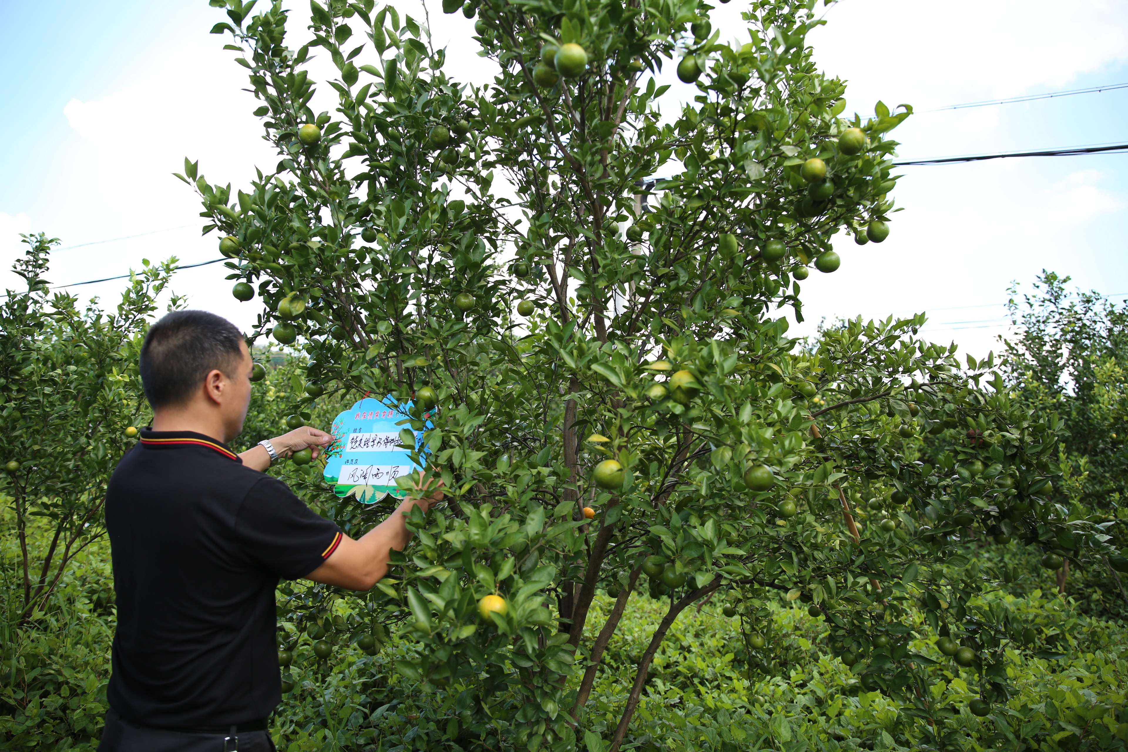 德庆贡柑认养人在果园看果