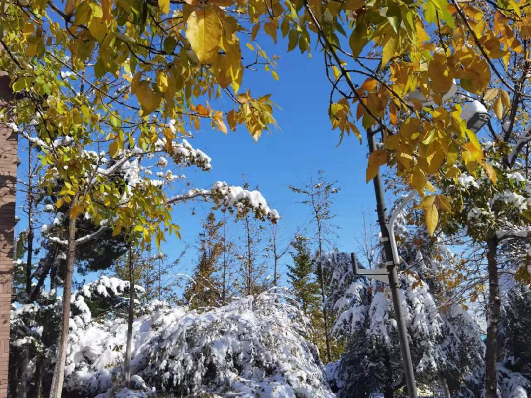 2021年的第一场雪浓秋与素冬的相会
