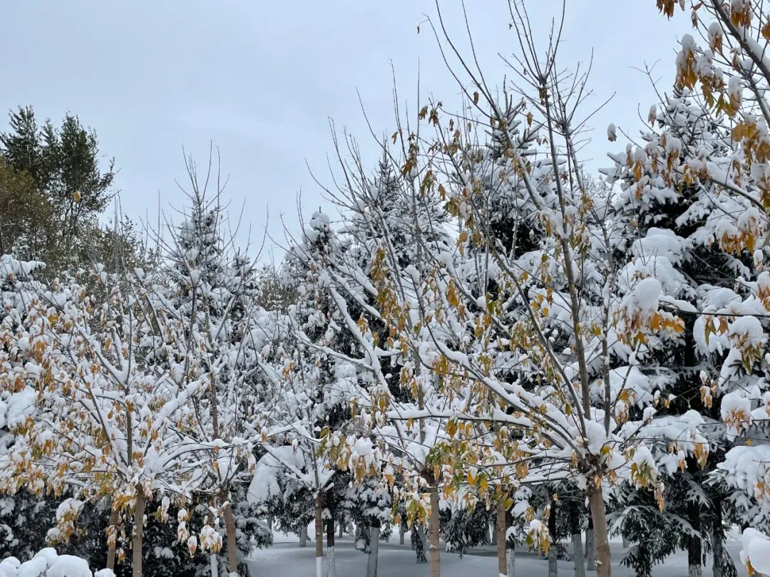 雪一直下但氣氛可真是太融洽了