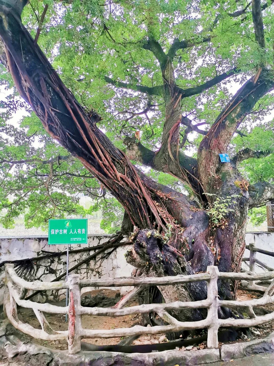 生态司法古树保险保责监督这里的林木很受宠