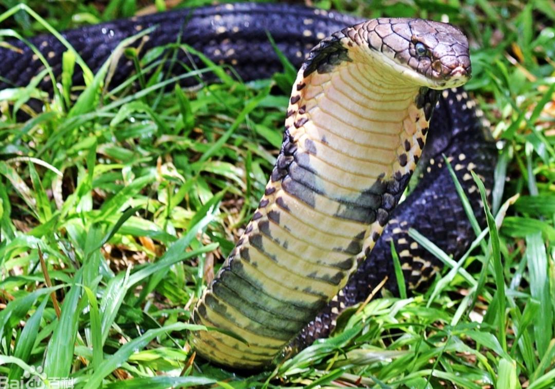 野生動物保護宣傳週寧的重點保護野生動物你見過多少