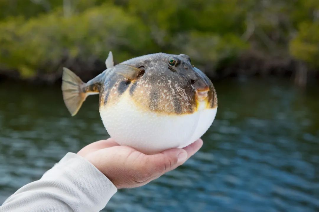 聚餐食用河豚魚因消費者自購加工河豚魚近來,我省連續發生2021-11-10