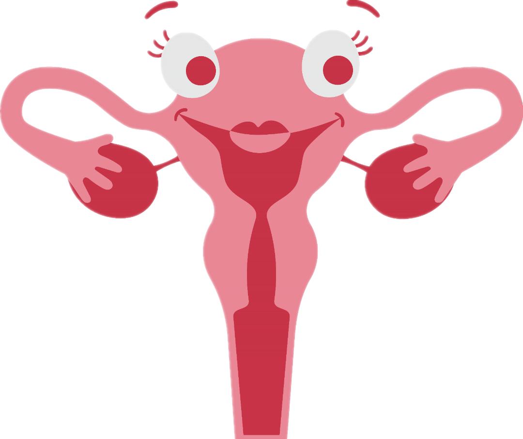 两侧卵巢的"排卵工作"是怎么分工的?