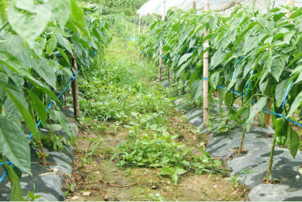 辣椒基地一角专注品种,做深做精细分领域看到了回报,王道银坚信高山