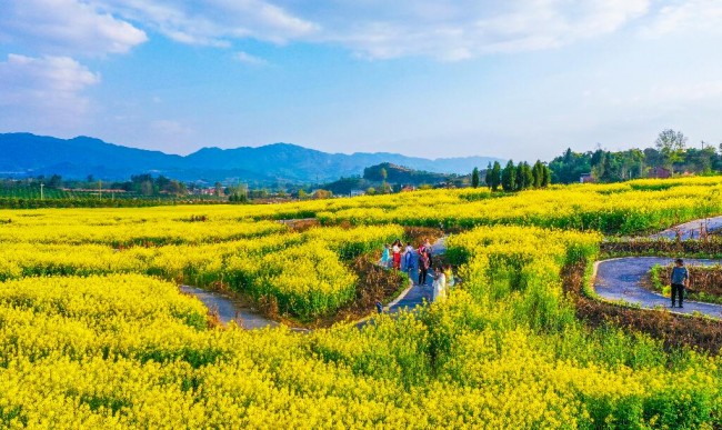 阳春三月,金带街道石燕村,市民在金色的油菜花海中赏花. 熊伟 摄