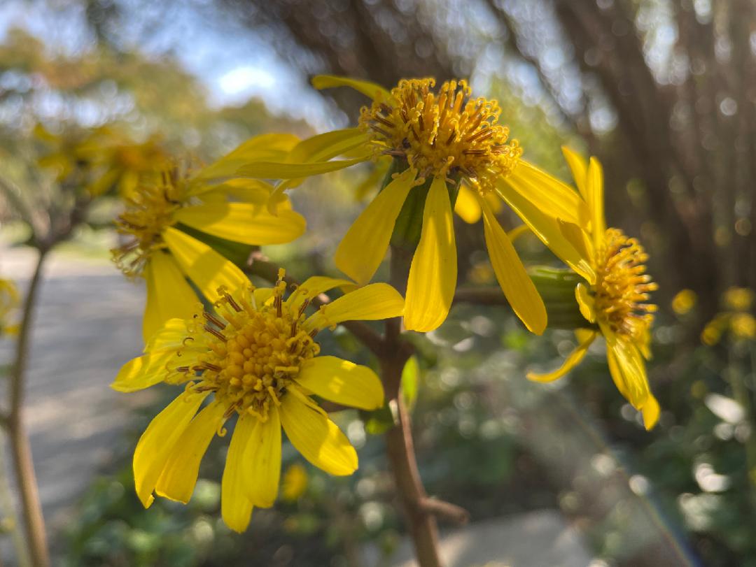 方塔园中的"荷叶"开出了黄花,来赏美图_政务_澎湃新闻-the paper