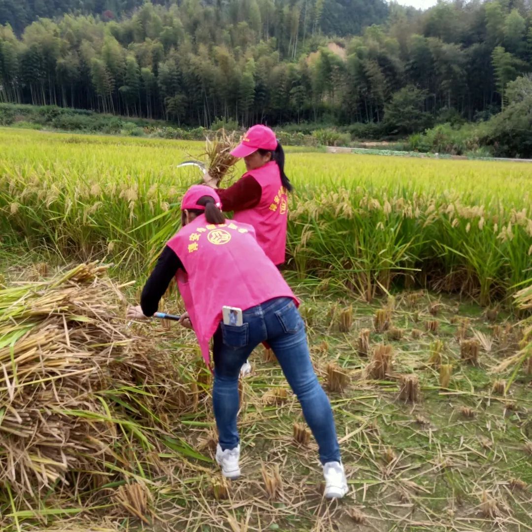 在安陽鄉,當地種植了11.