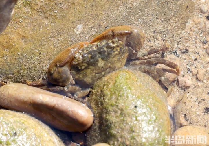 密密麻麻滿地都是海邊一幕刷屏連夜拿麻袋撈海腸怎麼吃真不用愁