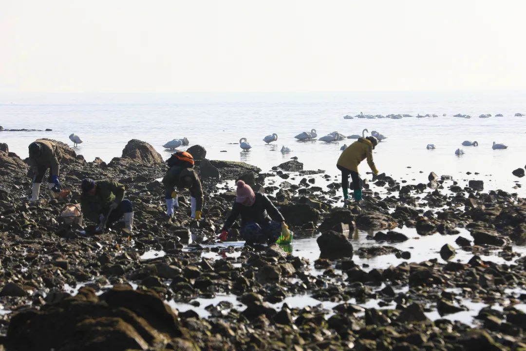 密密麻麻满地都是海边一幕刷屏连夜拿麻袋捞海肠怎么吃真不用愁