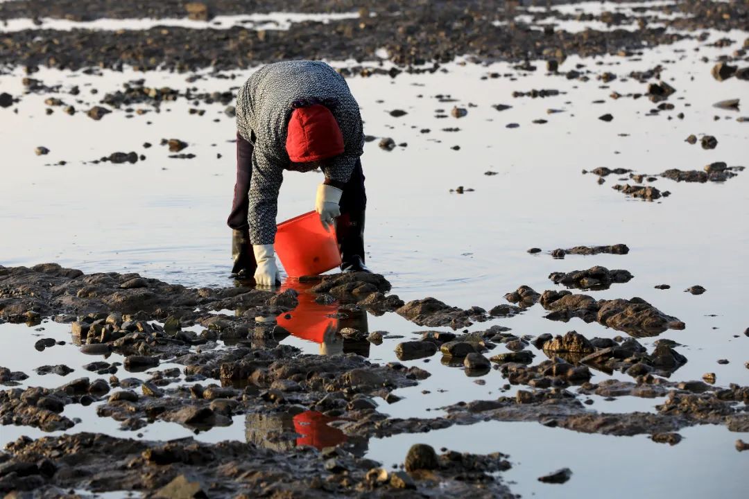 密密麻麻满地都是海边一幕刷屏连夜拿麻袋捞海肠怎么吃真不用愁
