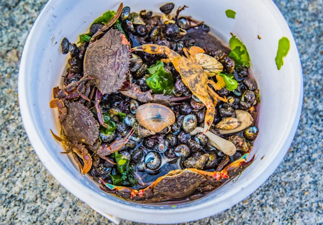 密密麻麻满地都是海边一幕刷屏连夜拿麻袋捞海肠怎么吃真不用愁