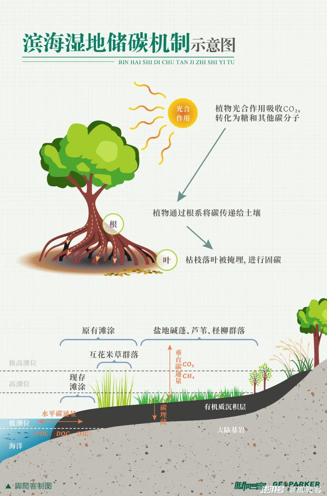 伶仃洋的湾区双璧,聆听淇澳-担杆岛的故事
