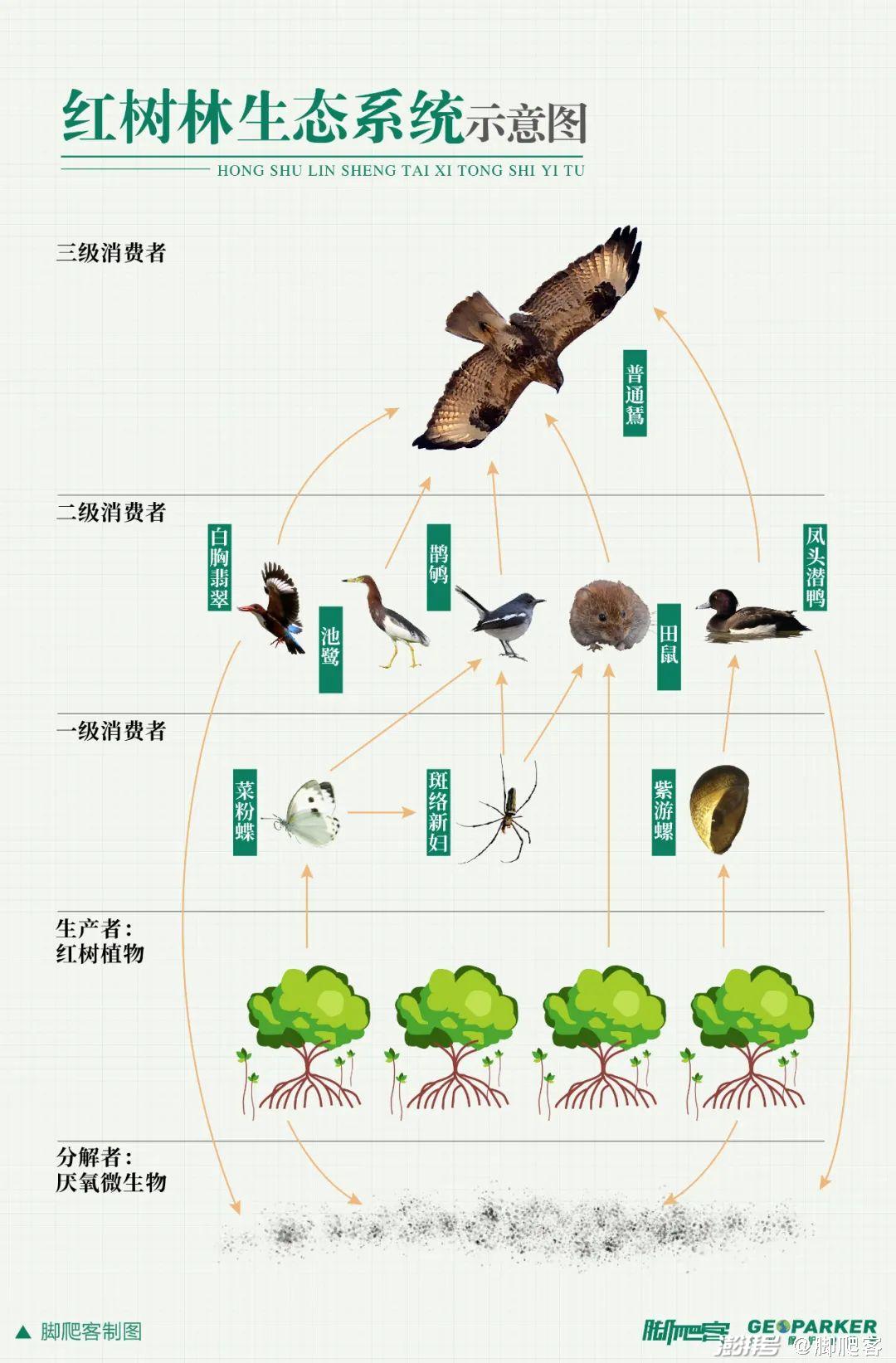 食物链关系仅供参考当红树林的面积大幅度缩减之后,湿地生态开始失衡