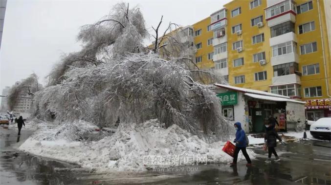 这是1961年以来哈尔滨市出现的最强一次大范围冻雨灾害,哈市街路和各