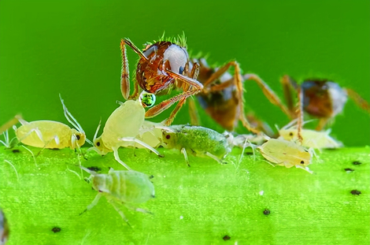 蚂蚁骨头草,蚂蚁草的图片大全,蚂蚁搬骨头400字作文_大山谷图库