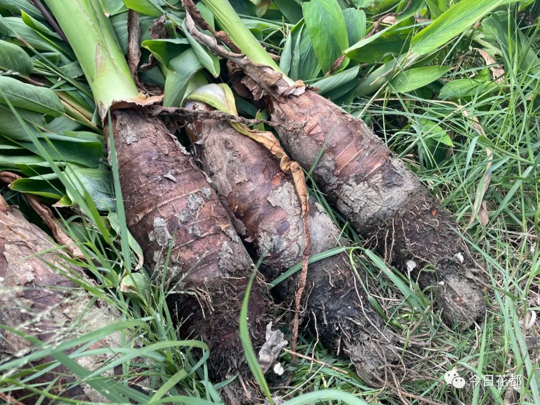 粉糯香甜的炭步芋头产量再获新高!