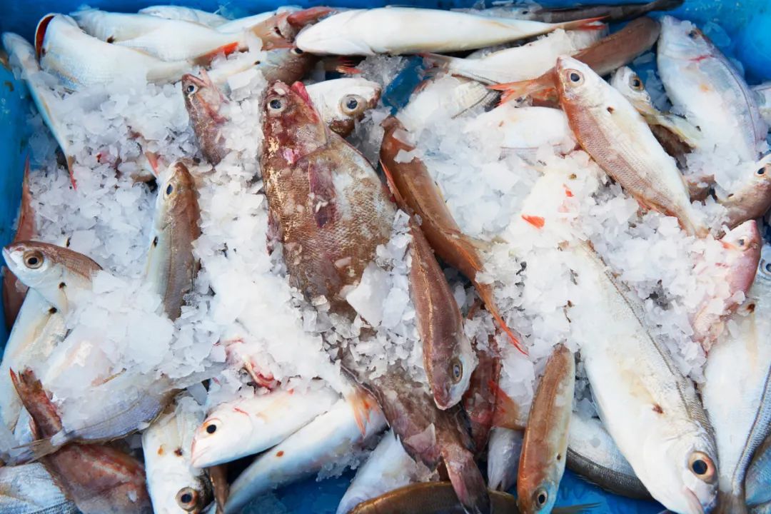 鱼会不会被冻死_大神仙鱼视频_鱼冬天如何过冬