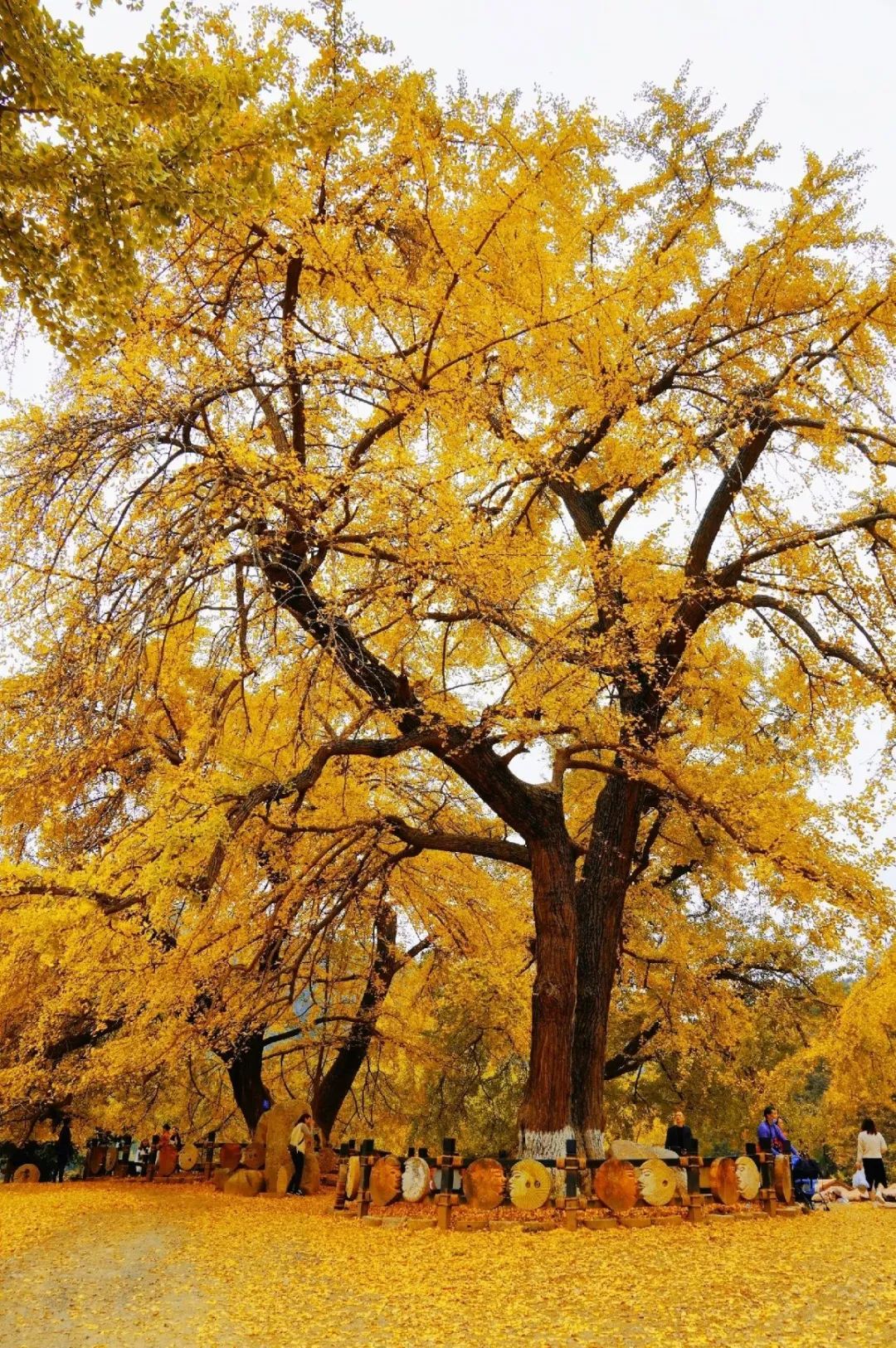 震撼随州银杏谷又要刷屏了盼了好久终于黄了