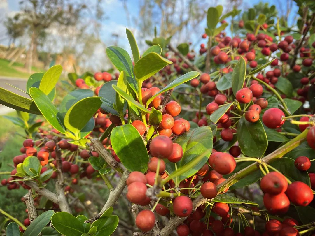 海棠紫珠香泡果实挂枝头可赏不可采