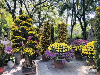就在这个周末 柳侯公园兰花展开展 门票免费