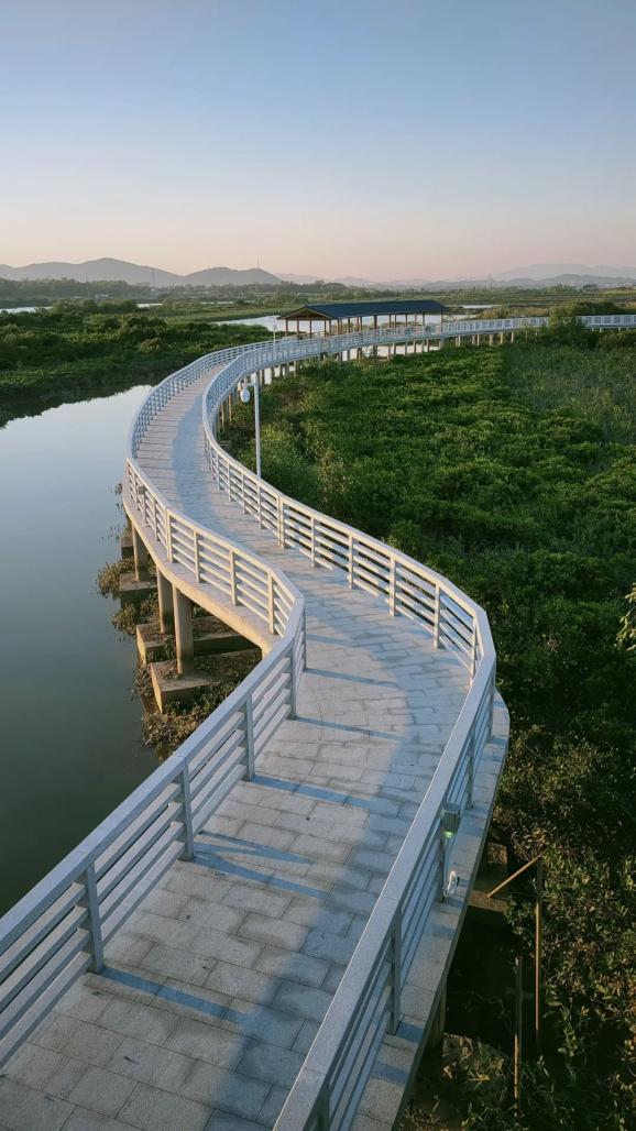 阳江红树林生态旅游区图片