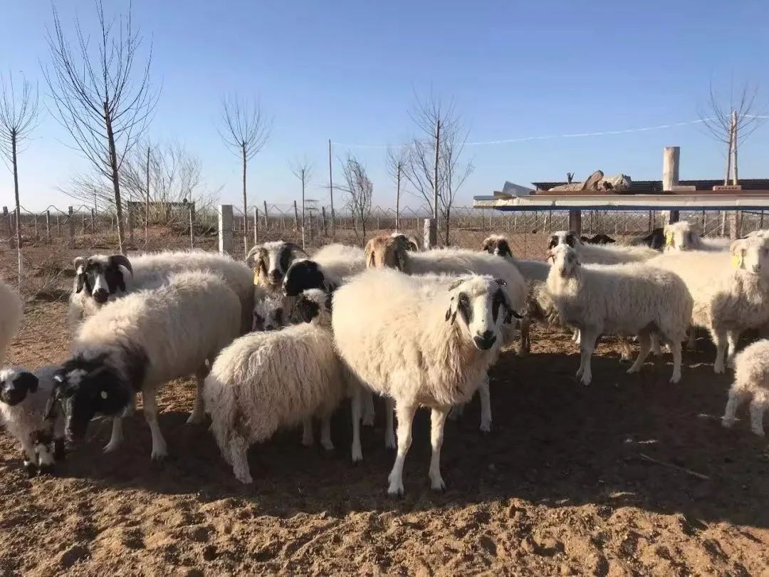 《盐池滩羊地理标志农产品传播影响力报告》首次发布_澎湃号·媒体_澎