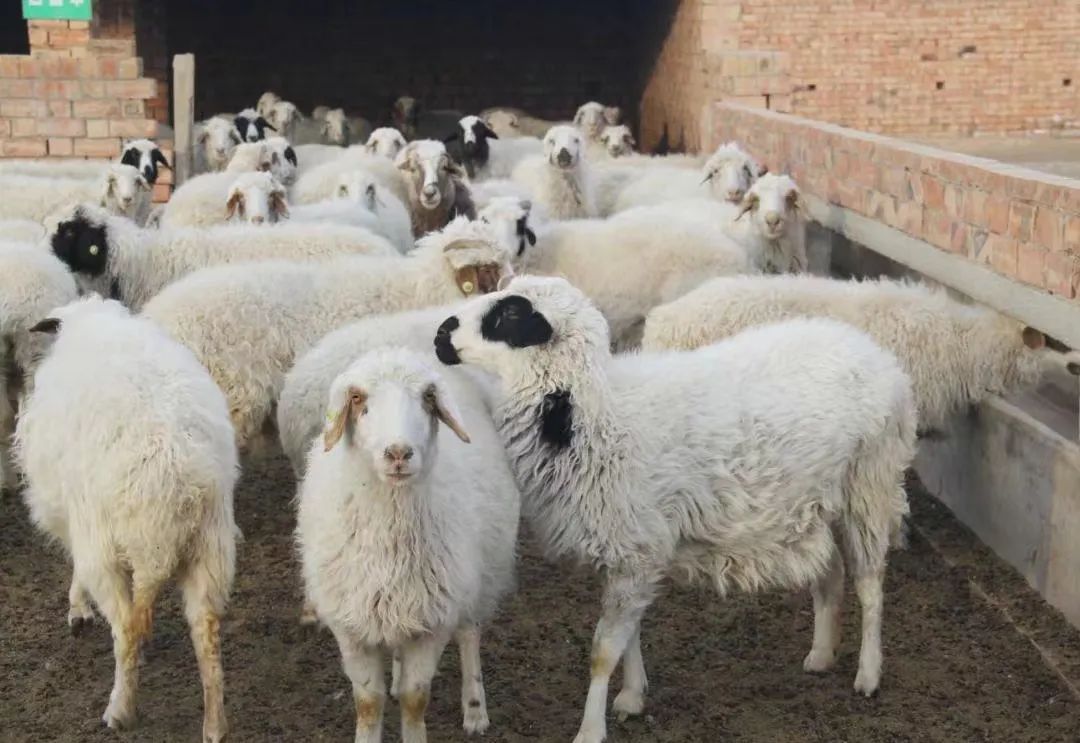 盐池滩羊地理标志农产品传播影响力报告首次发布