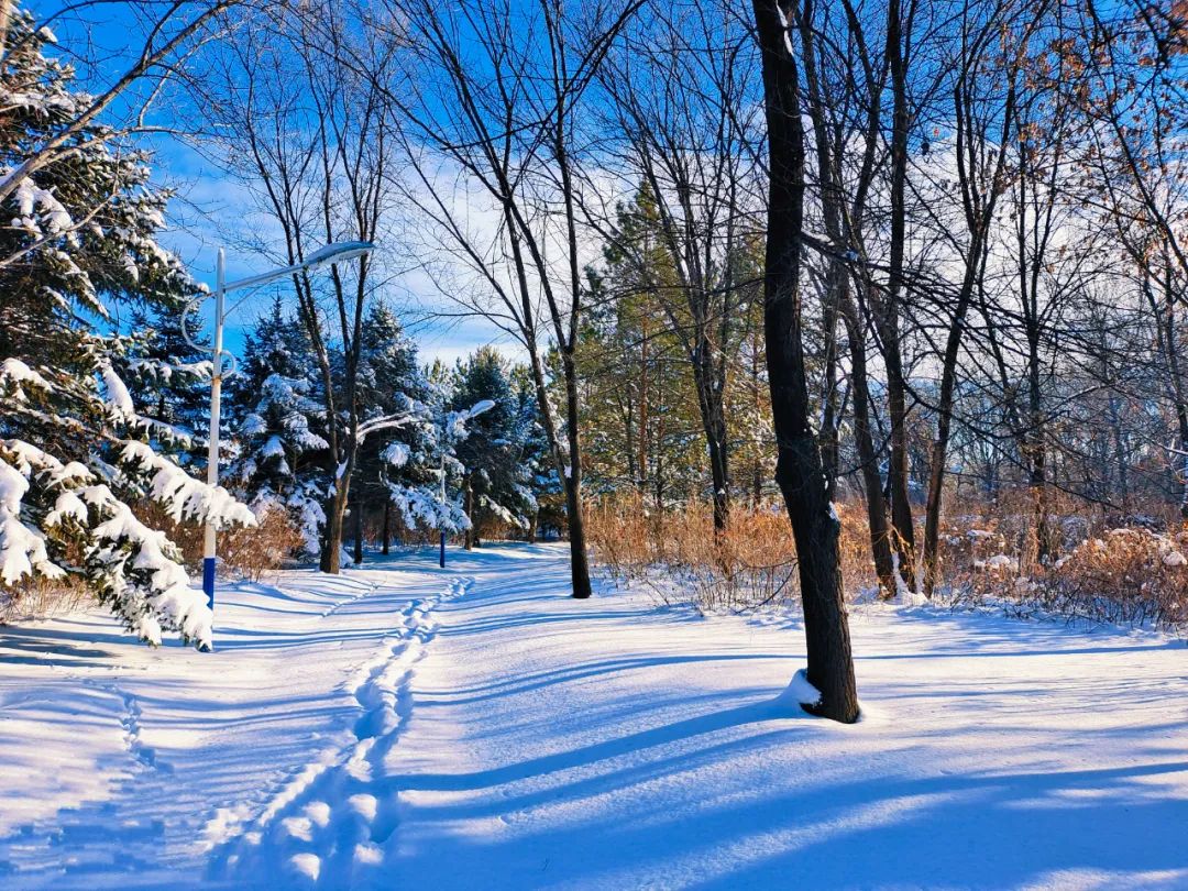 大庆下雪图片图片