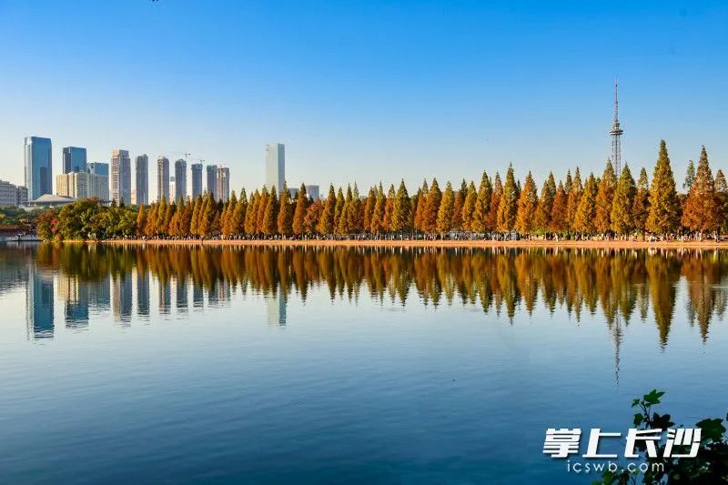 太惊艳烈士公园湖心岛的水杉林黄了