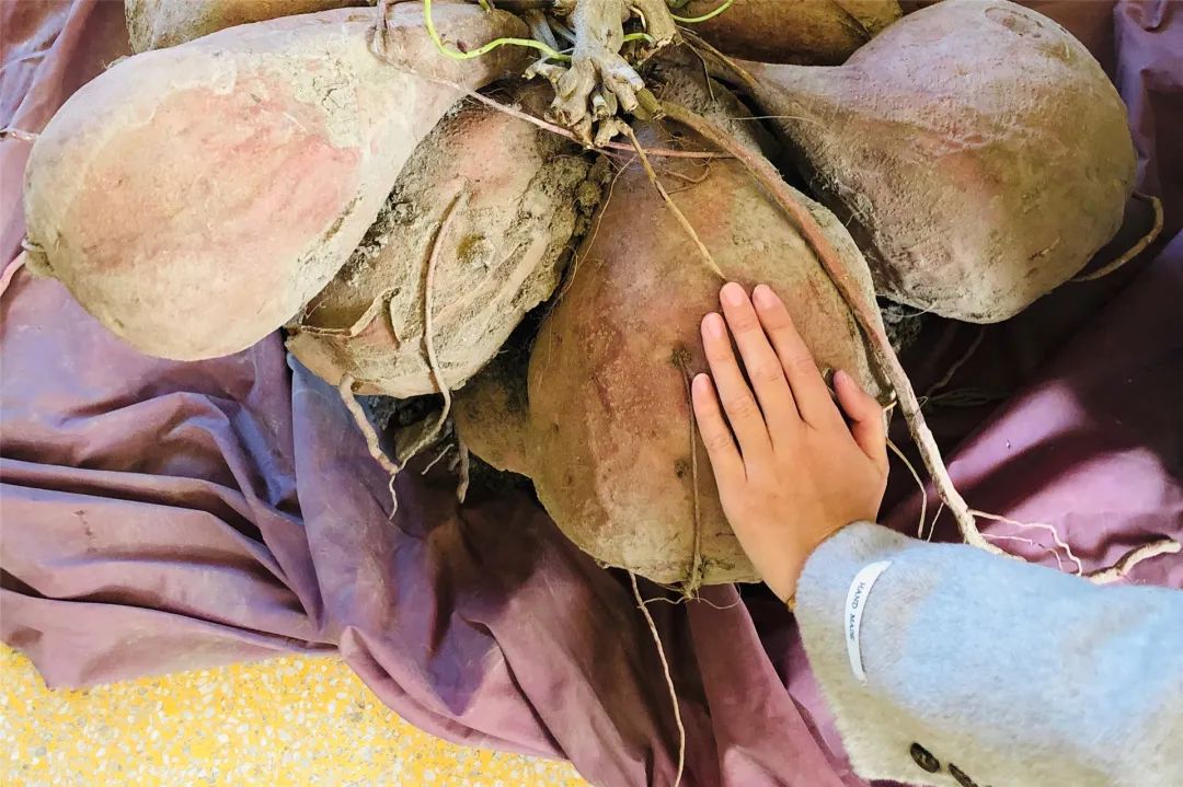 只见大番薯的中心位置有一根非常粗壮的藤蔓,串联了数个大小不一的