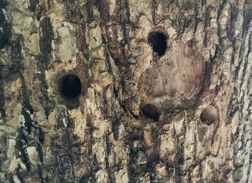 活动招募丨昆虫旅馆制作一起为虫虫们安个家