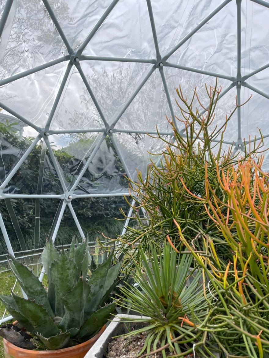 温室草坪一夜惊现多肉植物 水晶球