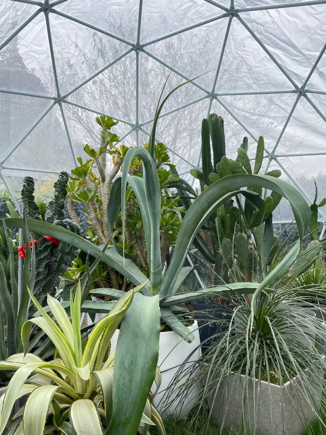 温室草坪一夜惊现多肉植物 水晶球