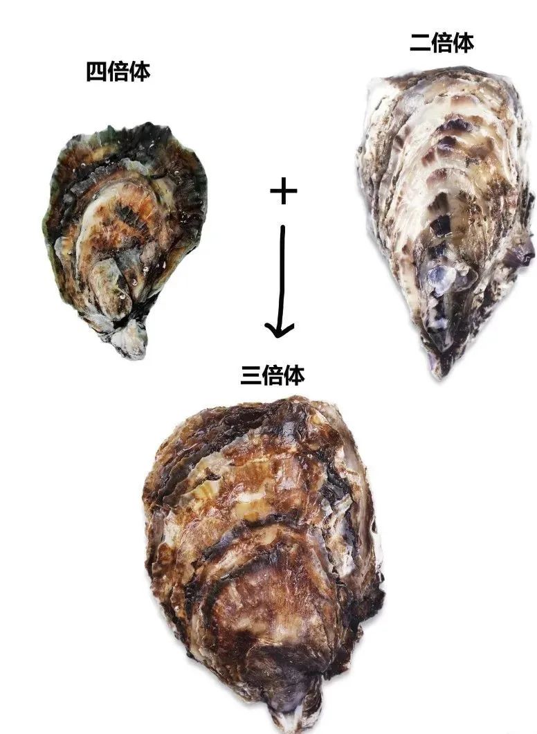 生蚝和海蛎子图片对比图片
