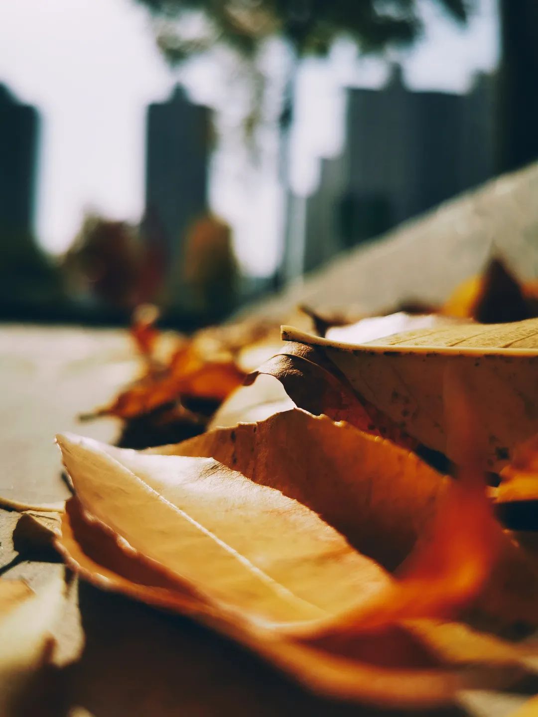 校园秋景 | 意犹未尽?潍坊校园秋景第三弹,你最喜欢哪一家?