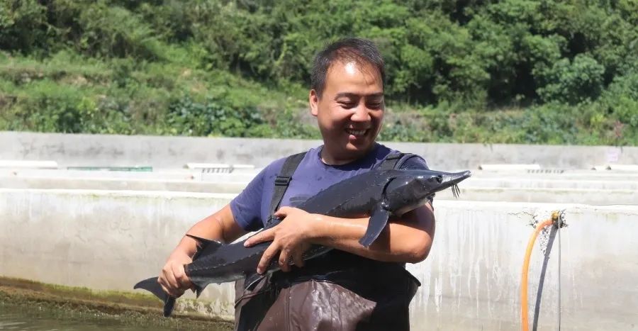 贵州鲟鱼养殖 "鲟"出"水中存折"