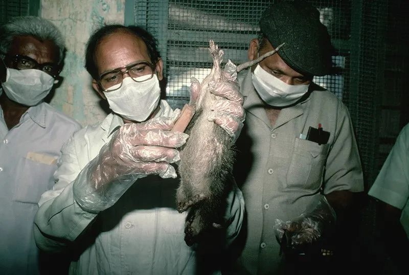 携带瘟疫的跳蚤会进攻任何温血动物,老鼠是其主要的攻击目标.