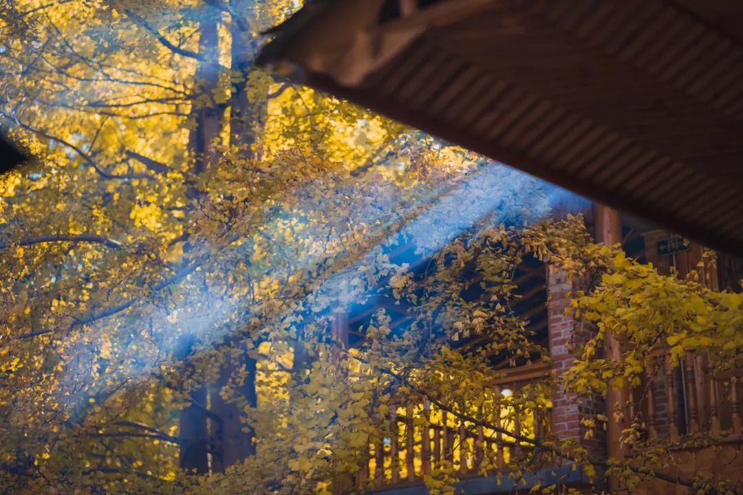 黄情播报丨腾冲银杏村满载一城秋色