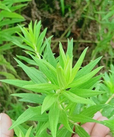 "加拿大一枝黄花"苗期"加拿大一枝黄花" 蕾期咨询电话江陵县农技推广
