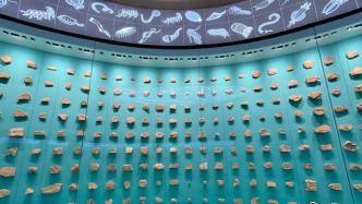 在澄江化石地自然博物馆，见证亿万年前的生物多样性