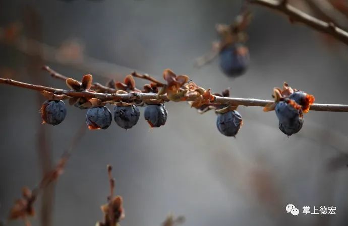 这种果子是德宏人的童年记忆,现在却很少见