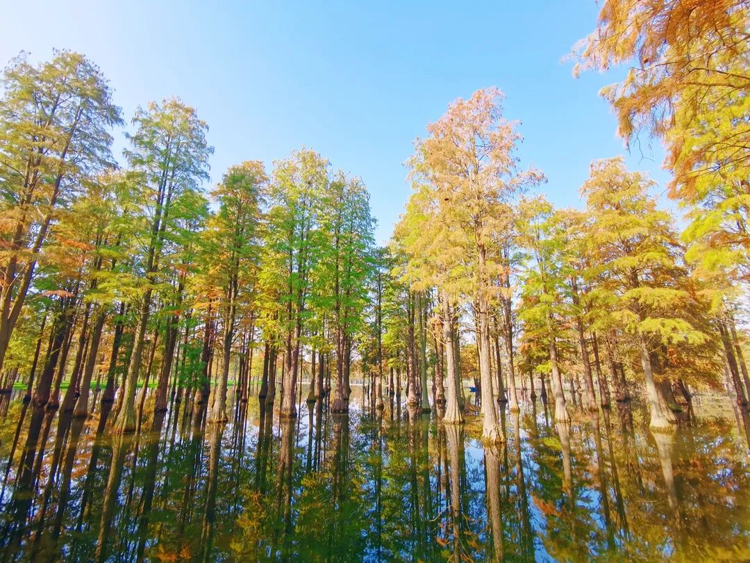 澎湃新闻