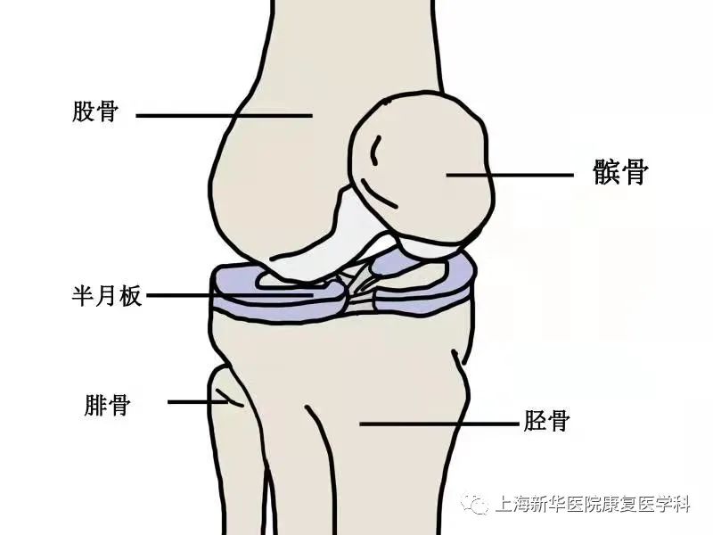 月骨是哪个位置图片图片