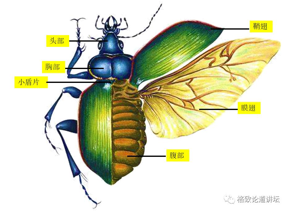 甲虫的身体结构