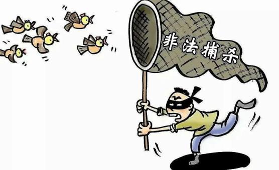 潍法案例自家桃园捕鸟判处罚金公开道歉