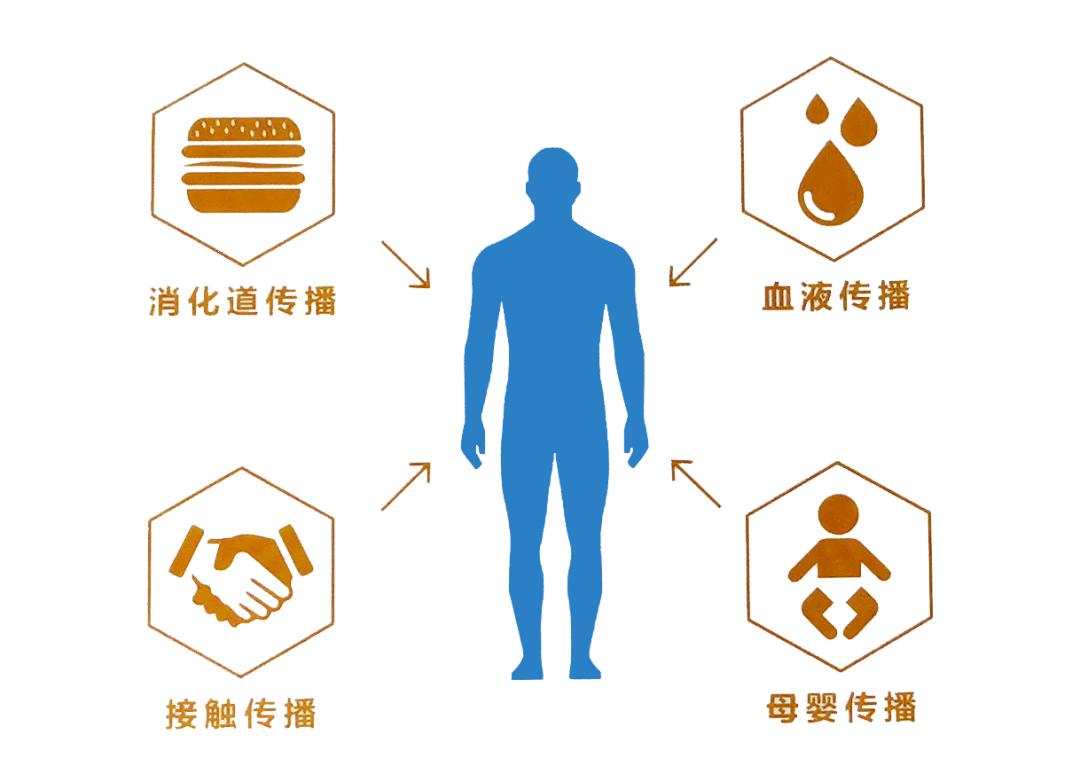 接触传播:戊肝病毒可经日常生活接触传播.