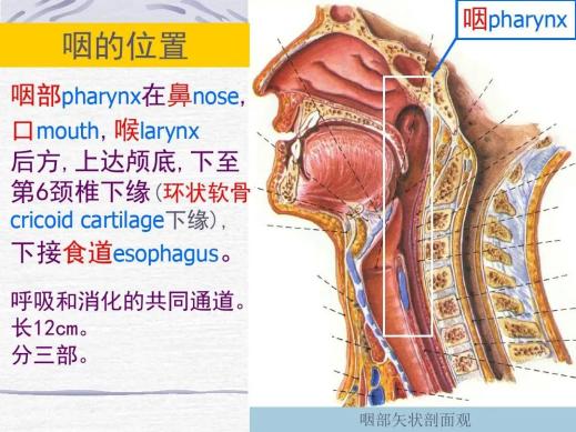 上起颅底,下达环状软骨平面下缘,参与吞咽食物和呼吸空气等重要的生理